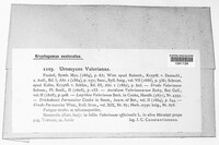 Uromyces valerianae image